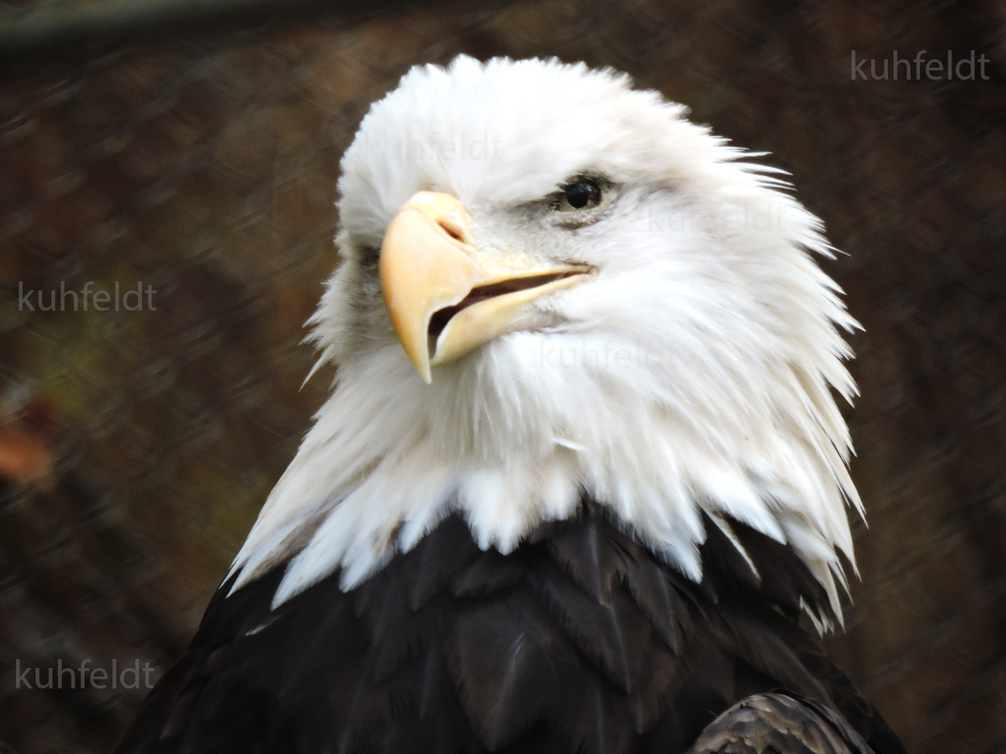 Blad Eagle; John Ball Zoo, Grand Rapids MI. Photo by Hank Kuhfeldt (c) 2016